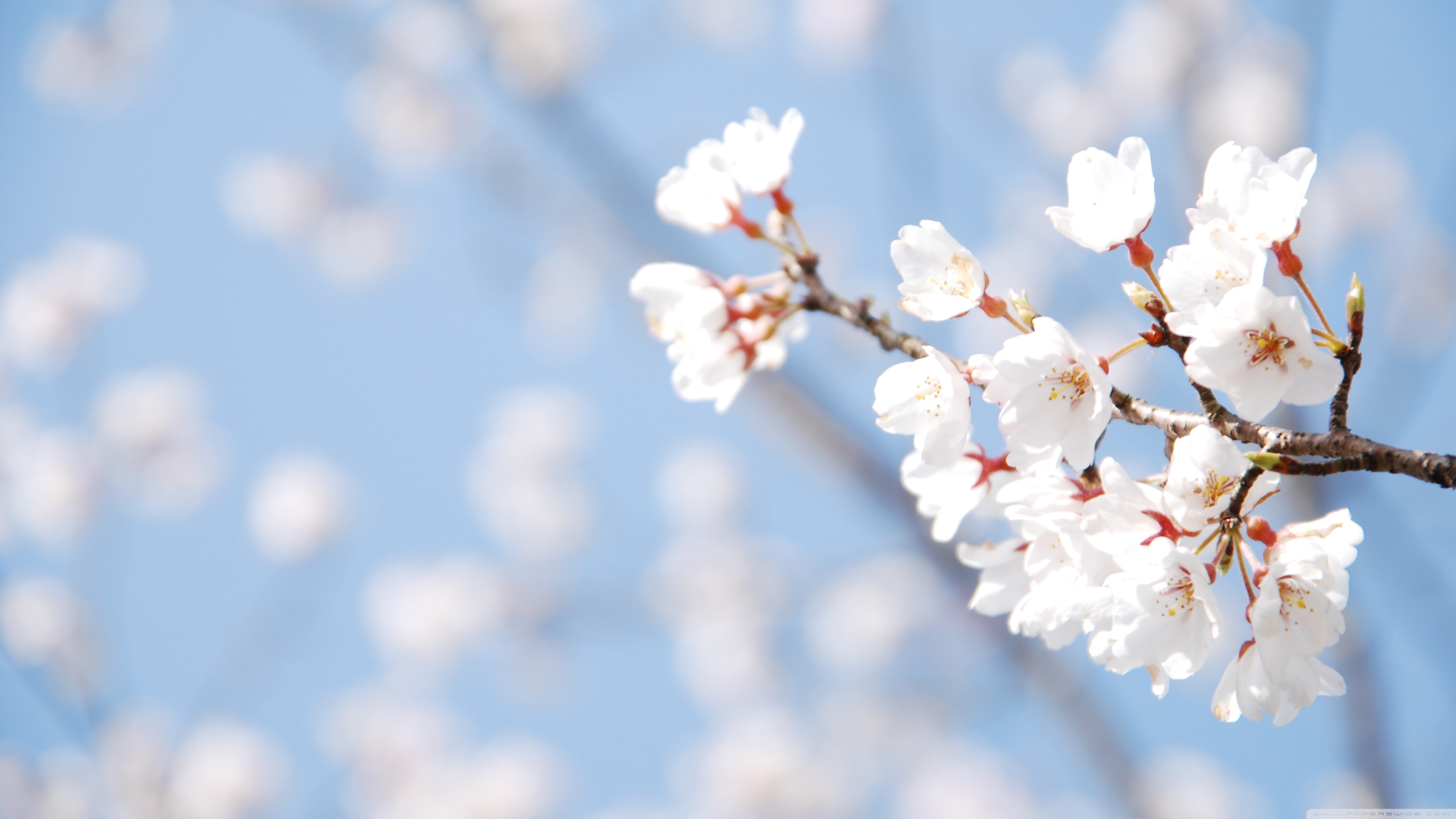 Cherry Blossom High Resolution - HD Wallpaper 
