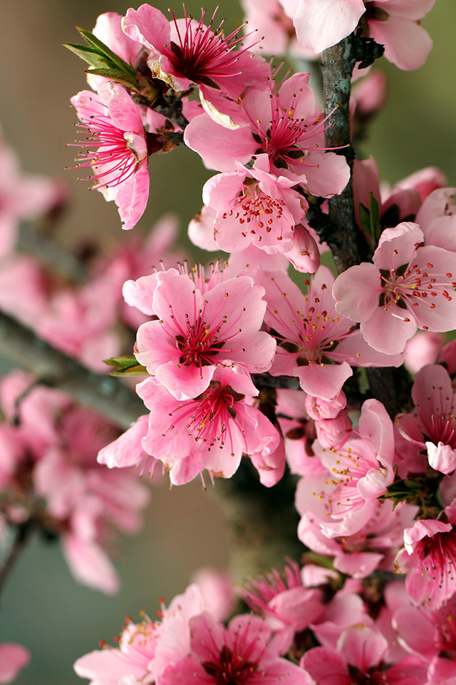 Sakura Wallpaper - Cherry Blossom - HD Wallpaper 
