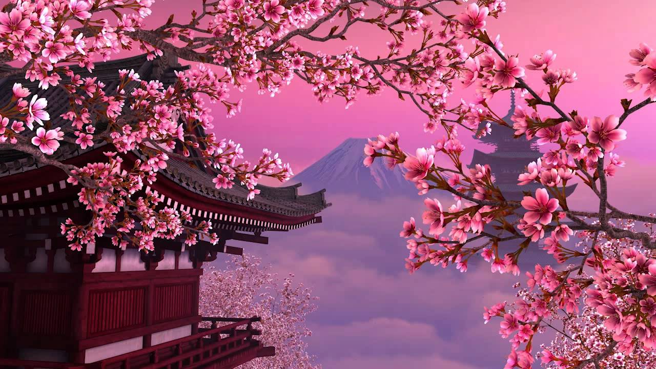 Sakura Hd Wallpapers Desktop Wallpaper Cherry Blossom Tree