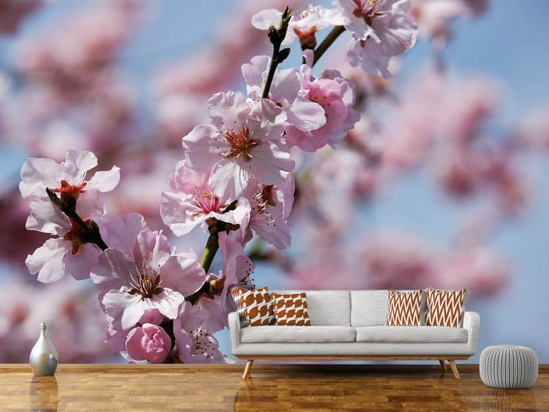 Photo Wallpaper Japanese Cherry Tree Close Up - 1 Aprilie - HD Wallpaper 