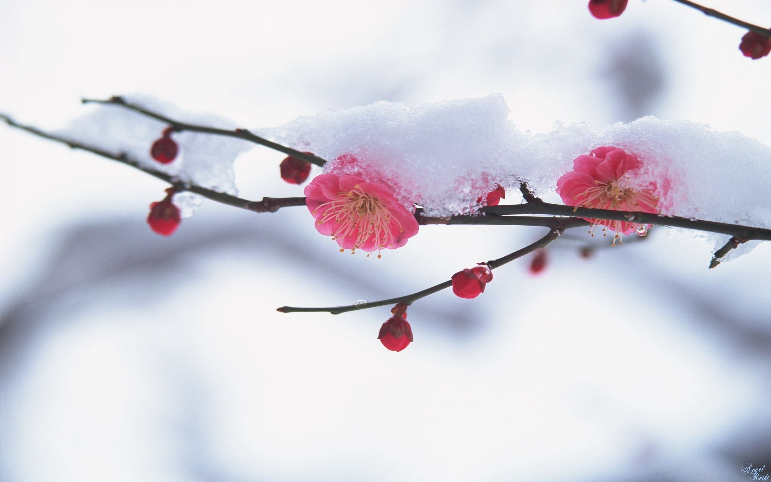 Japan Sakura Branch Snow Spring - Spring Cherry Blossom Winter - HD Wallpaper 
