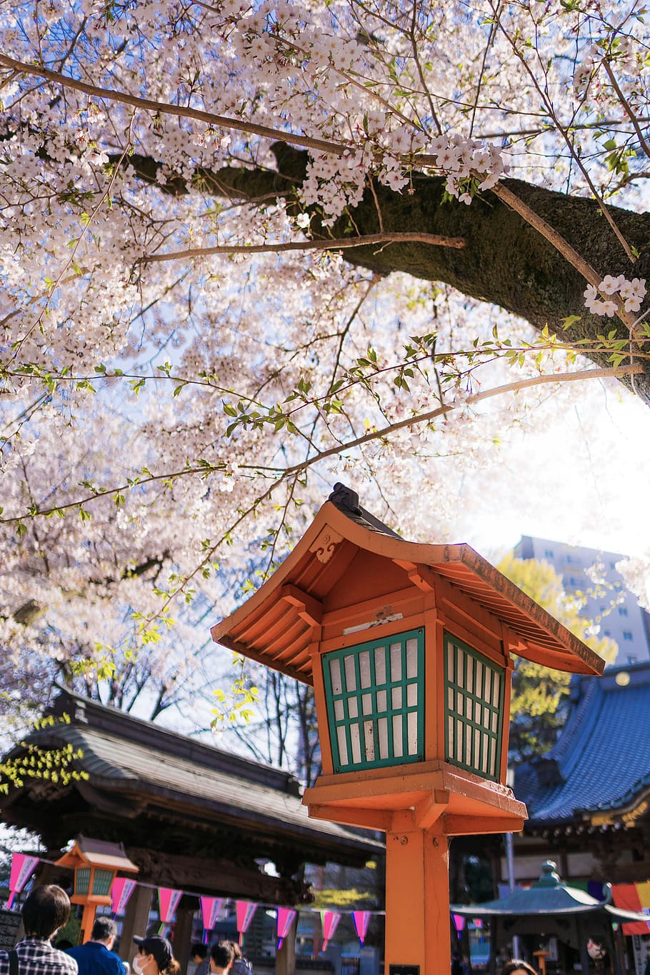 Plant, Person, Human, Cherry Blossom, Flower, Japan, - Cherry Blossom - HD Wallpaper 