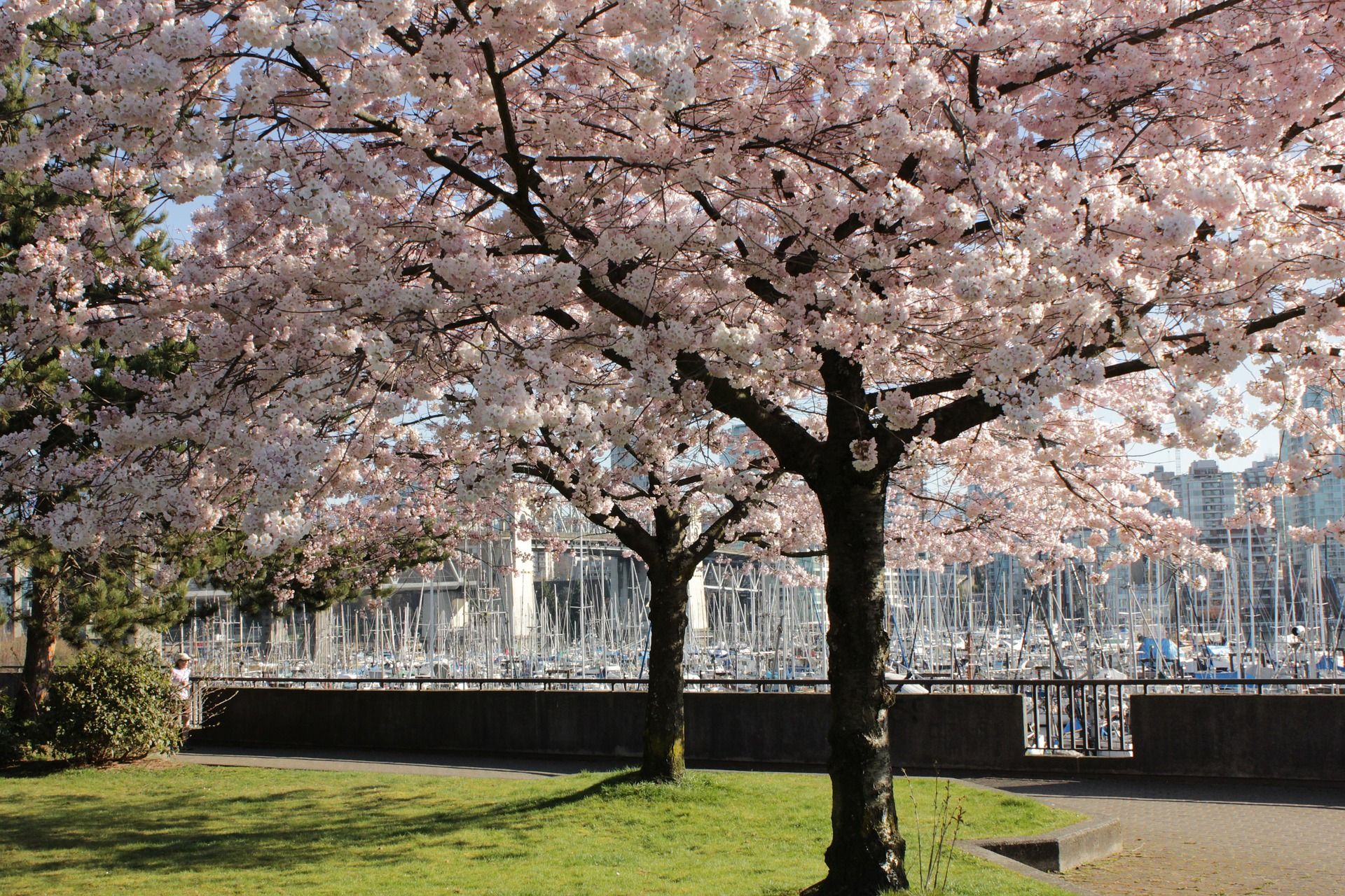 Japanese Cherry Blossom Tree Wallpaper Hd 
width 240 - Cerasus - HD Wallpaper 