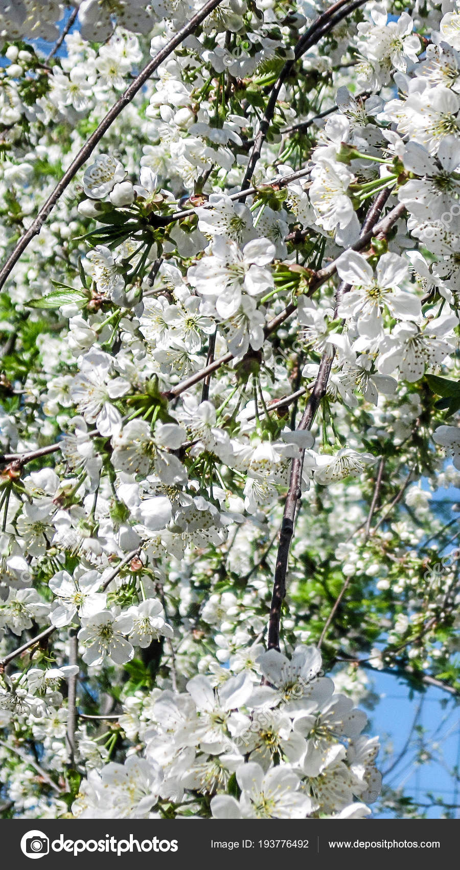 Rosa Filipes - HD Wallpaper 