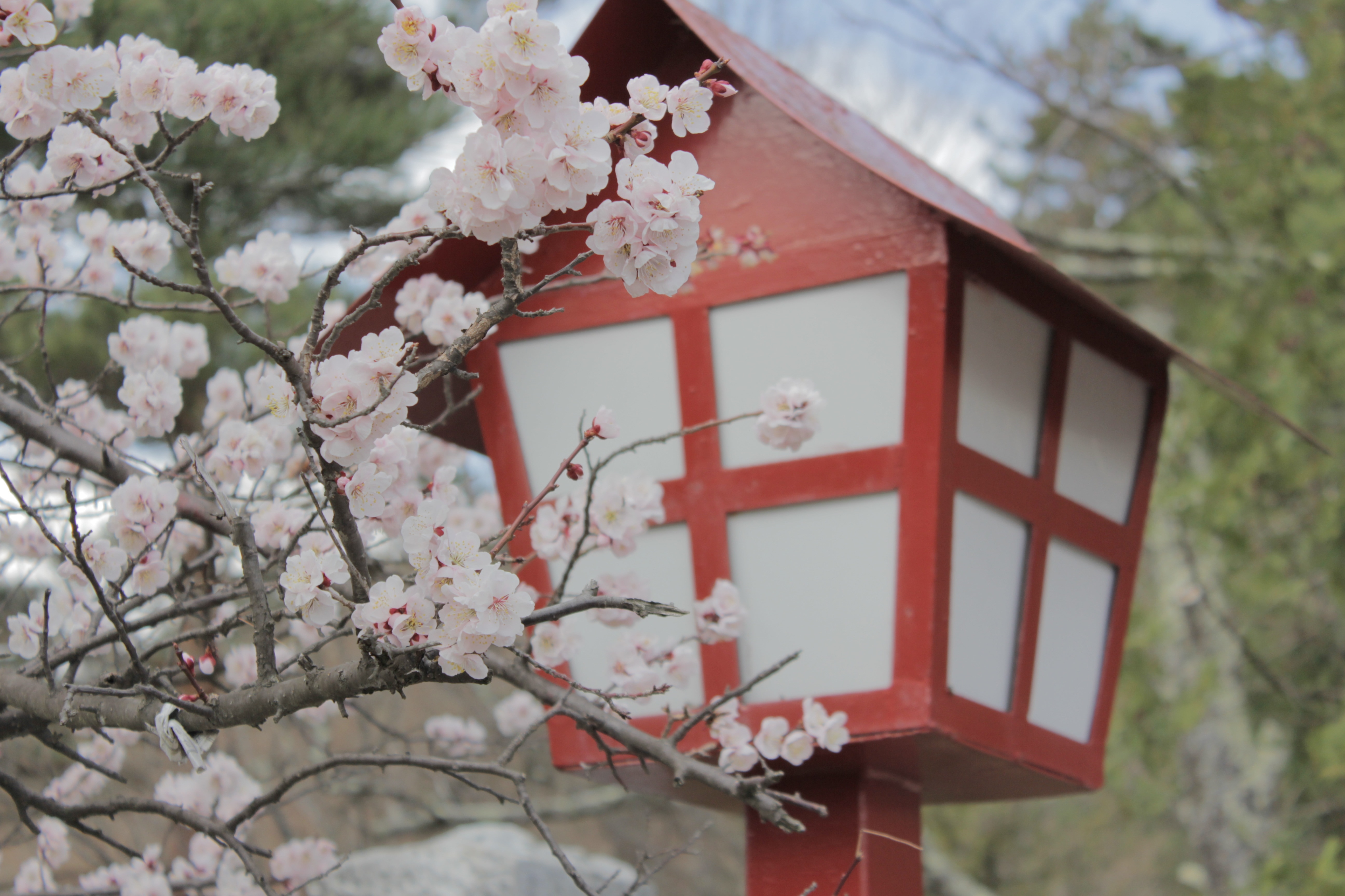 Japón Con Flores De Cerezo - HD Wallpaper 