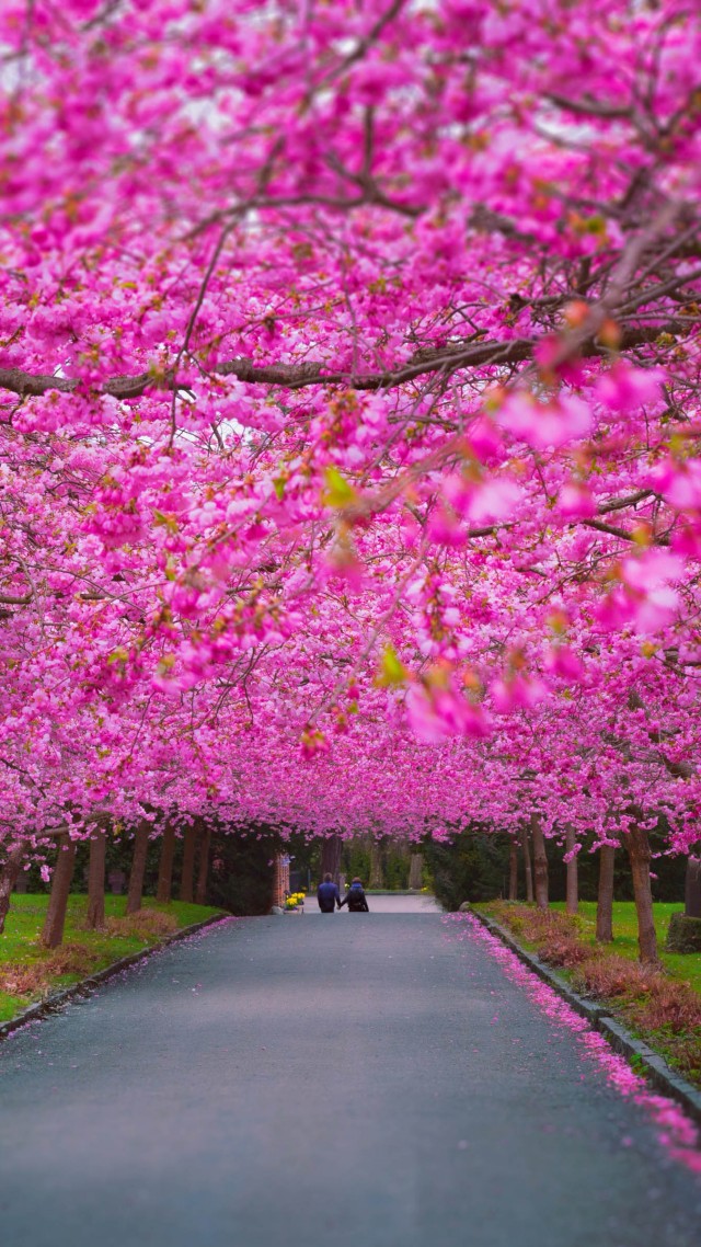 Trees, 4k, 5k Wallpaper, Sakura, Spring - 4k Spring - HD Wallpaper 