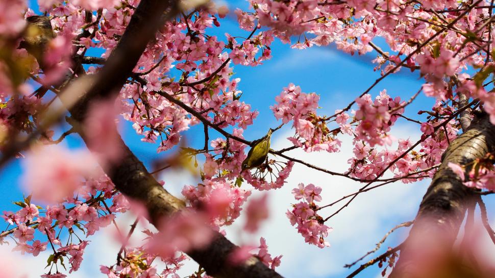 Tokyo Japan, Park Cherry Trees, Pink Flowers, Bird - Cherry Blossom Hd Wallpaper For Pc - HD Wallpaper 