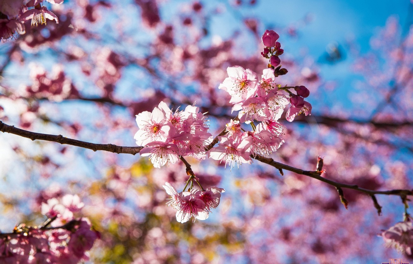 Photo Wallpaper Flowers, Pink, Sakura, Taiwan, Pink, - Cherry Blossom - HD Wallpaper 