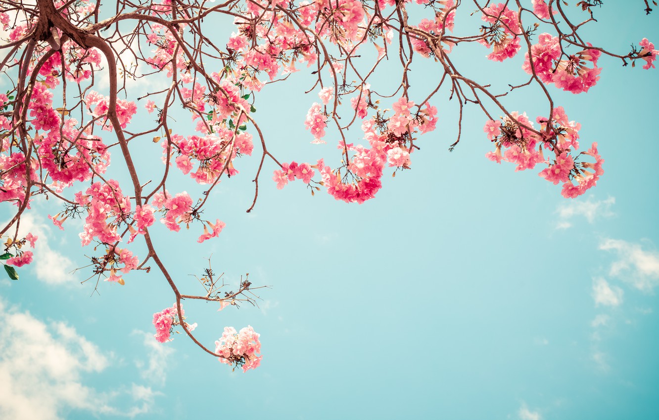 Photo Wallpaper The Sky, Branches, Spring, Sakura, - Beautiful Cherry Blossom Tree - HD Wallpaper 