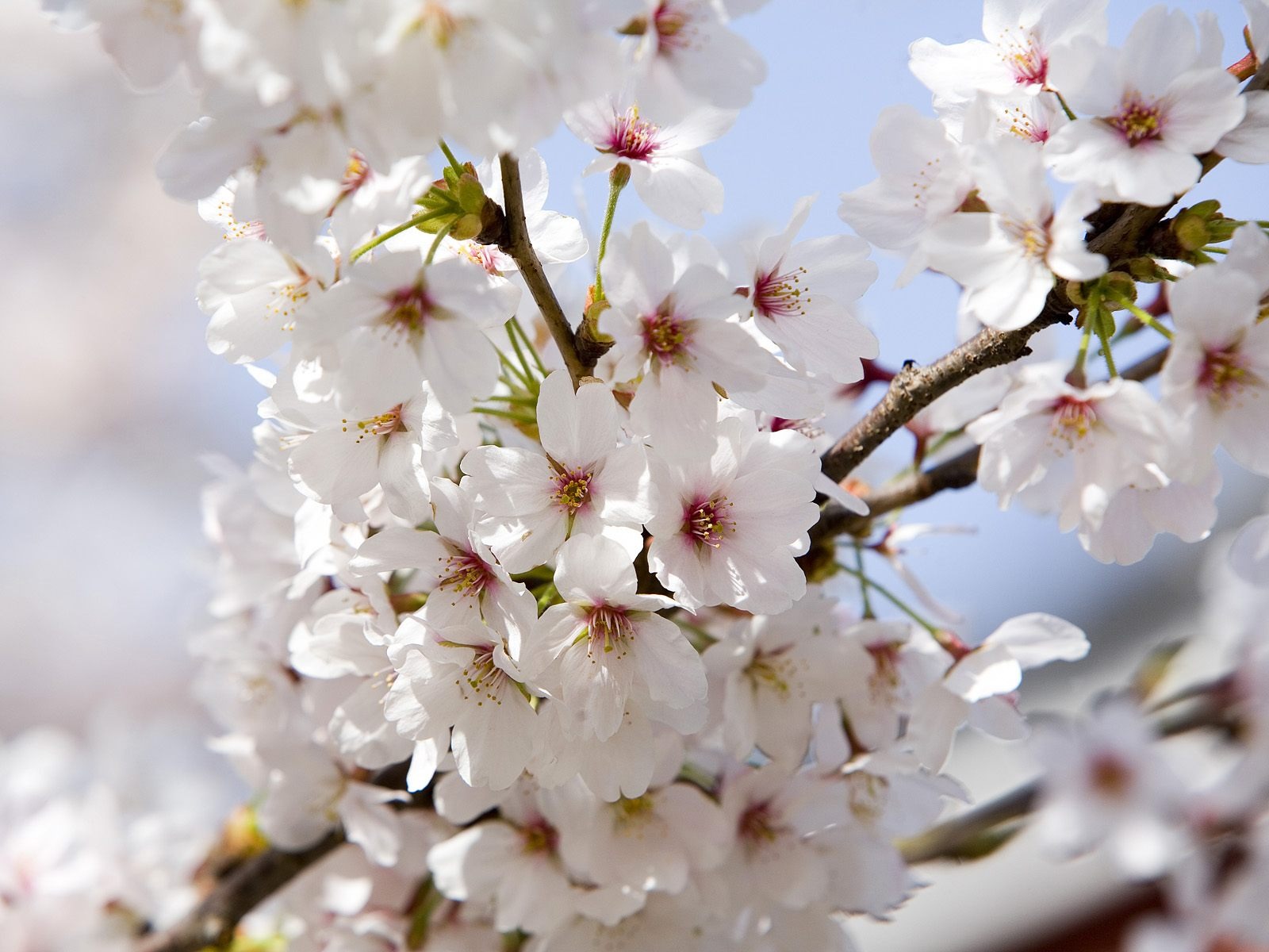 Cherry Blossom Nature - HD Wallpaper 