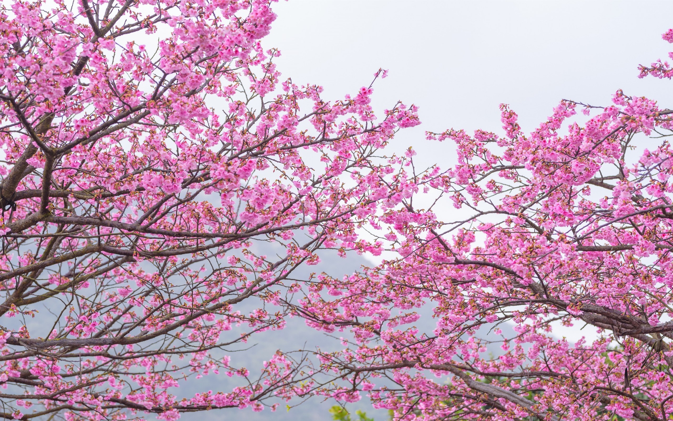 Sakura Tree, Pink Leaves, Spring, Cherry Blossom - Sakura Tree ...