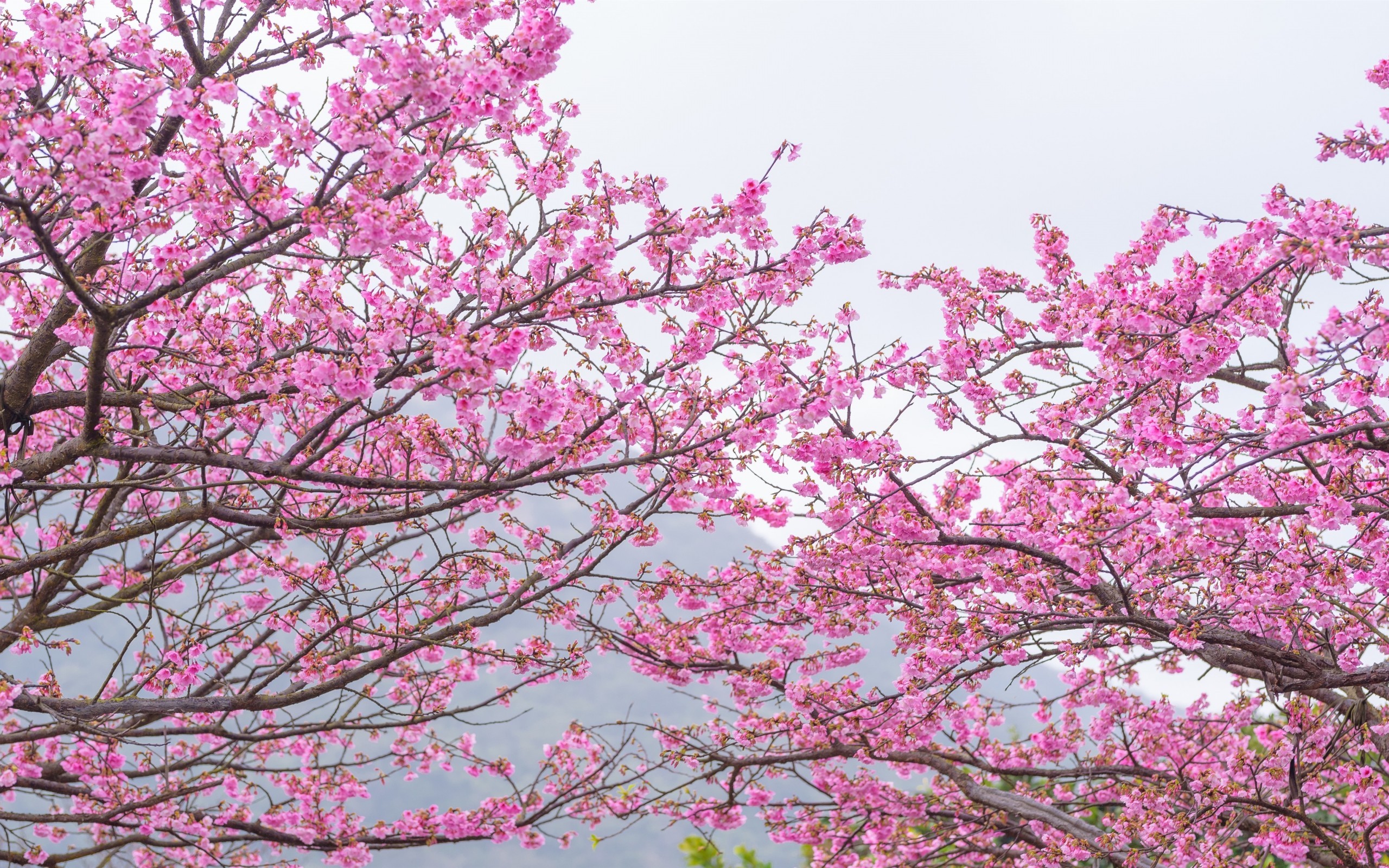 Sakura Tree, Pink Leaves, Spring, Cherry Blossom - Sakura Tree - HD Wallpaper 