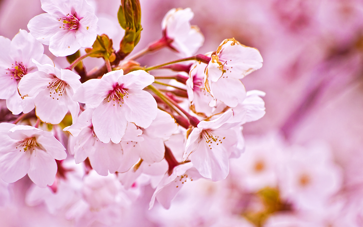 Nature Sakura Flower Hd Wallpapers Nature Sakura Flower - Japanese National Flower Sakura - HD Wallpaper 