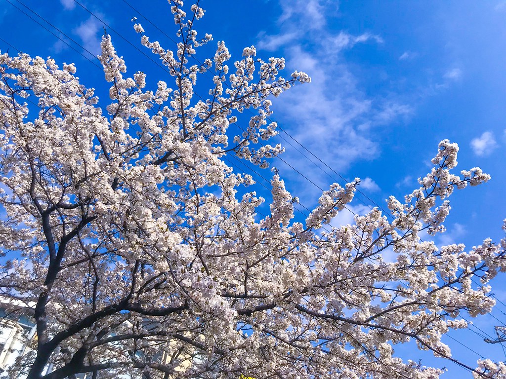 Cherry Blossom - HD Wallpaper 