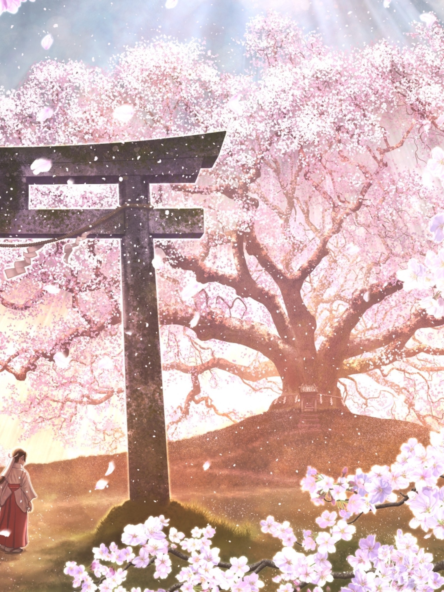 Sakura Blossom, Anime Landscape, Japanese Clothes - Japanese Cherry Blossom Anime - HD Wallpaper 