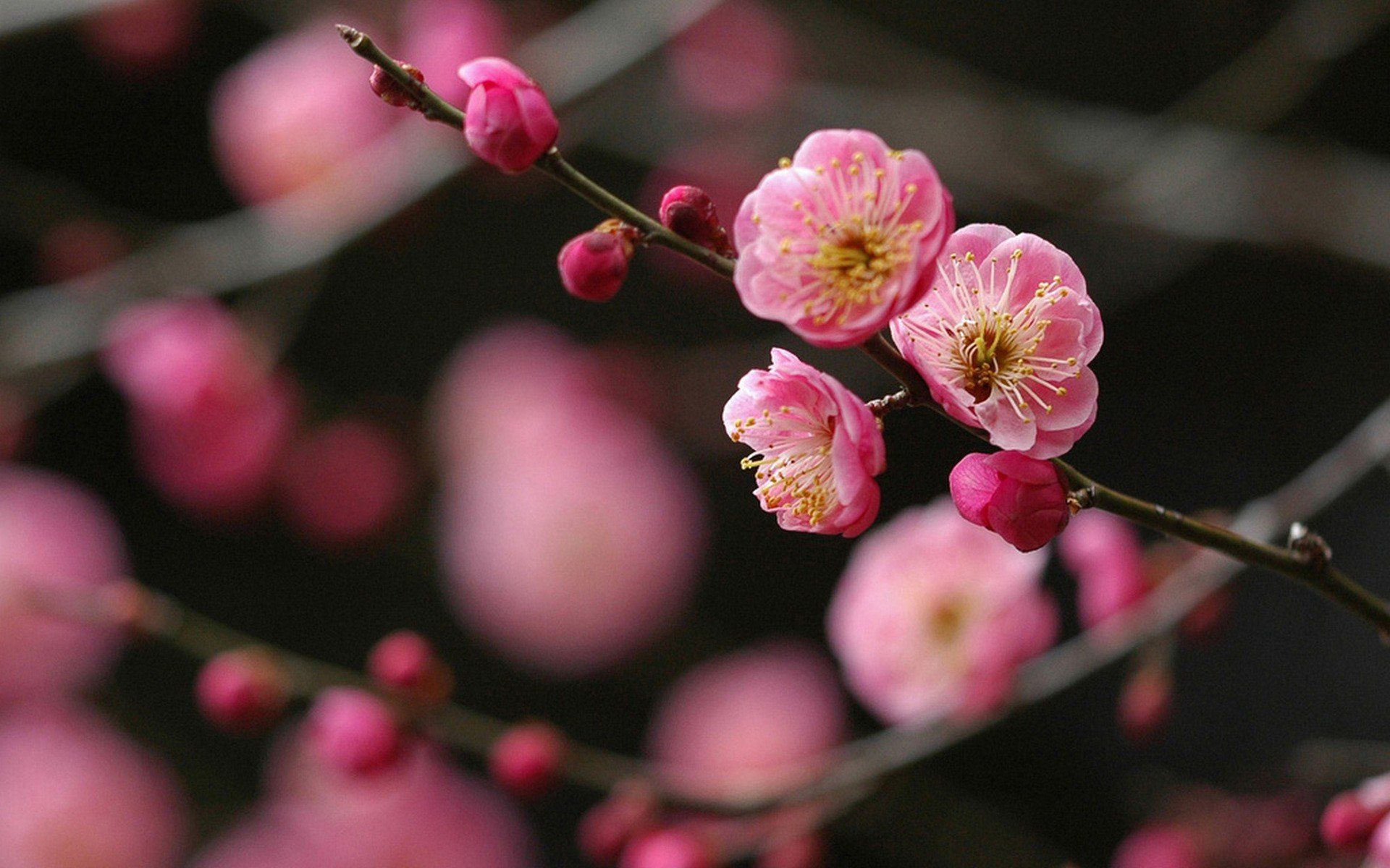 Japanese Cherry Blossom Drawing Black Background - 1920x1200 Wallpaper - Japanese Cherry Blossom Drawing Black Background - 1920x1200 Wallpaper -
