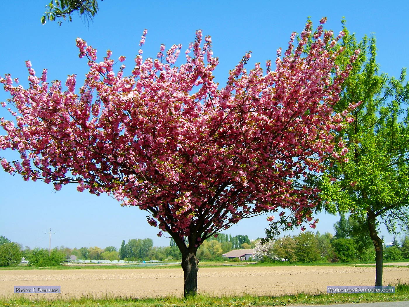 Red Bud - HD Wallpaper 