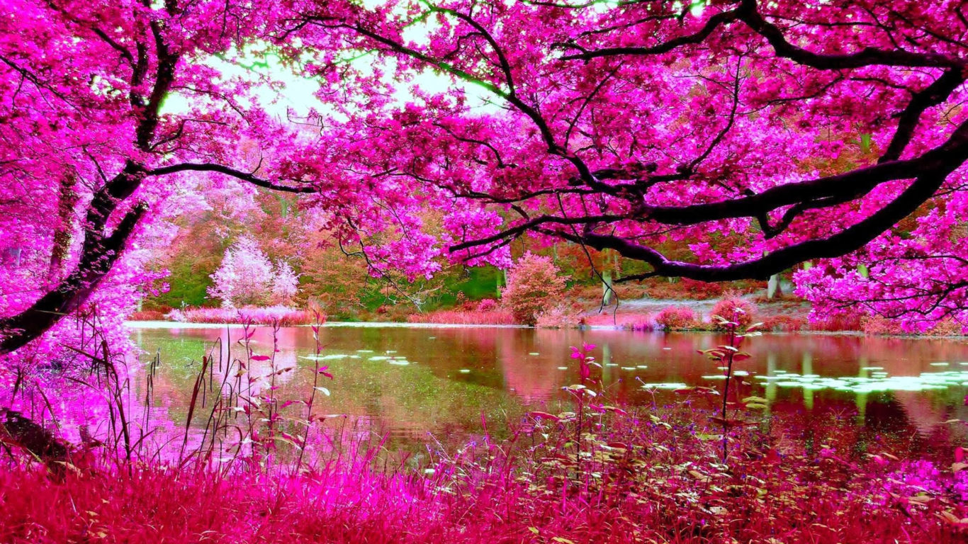 Cherry Blossom Tree Nature - HD Wallpaper 