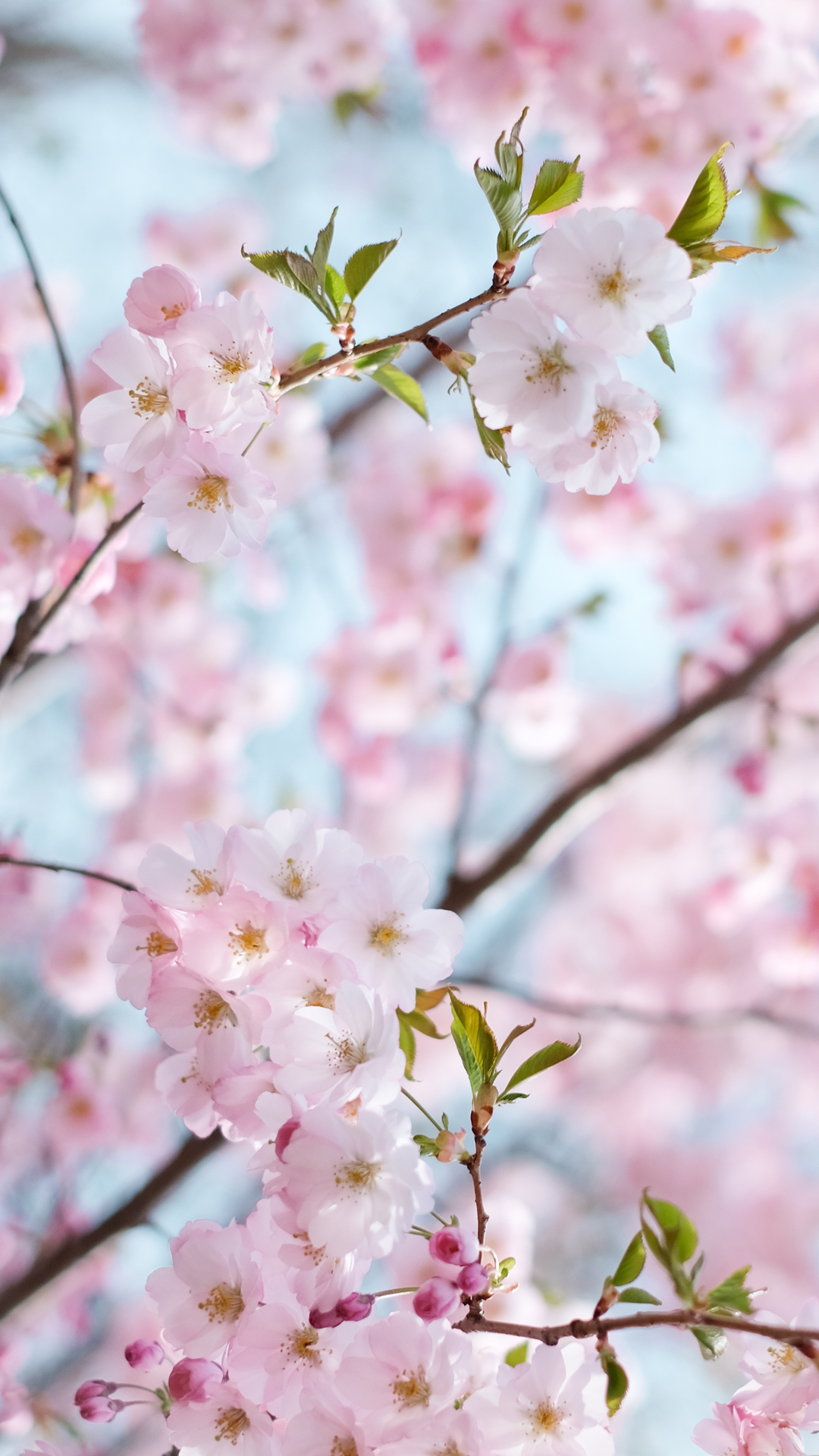 Android Iphone 4 Iphone 5 Iphone 6 Iphone 6 Wp7 Wp8 - Iphone 6 Wallpaper Cherry Blossom - HD Wallpaper 