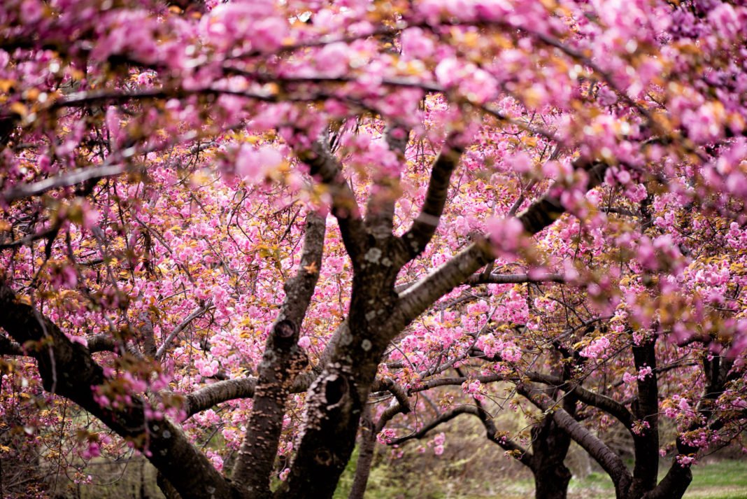 Pink Cherry Blossom - Cherry Blossom Background Hd - HD Wallpaper 