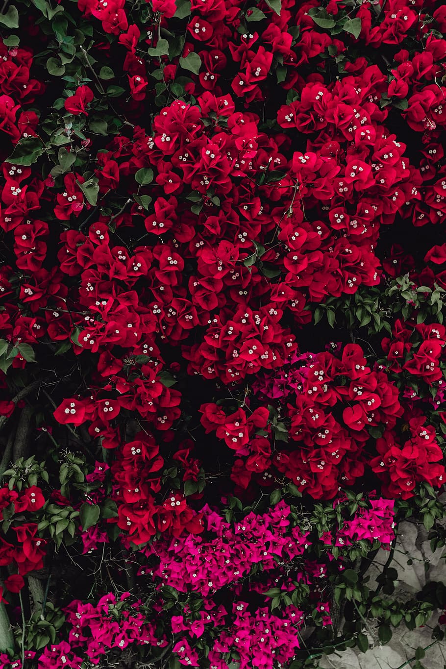 Red Flowers Of Bougainvillea Tree, Portugal, Flora, - Bougainvillea Tumblr Background - HD Wallpaper 