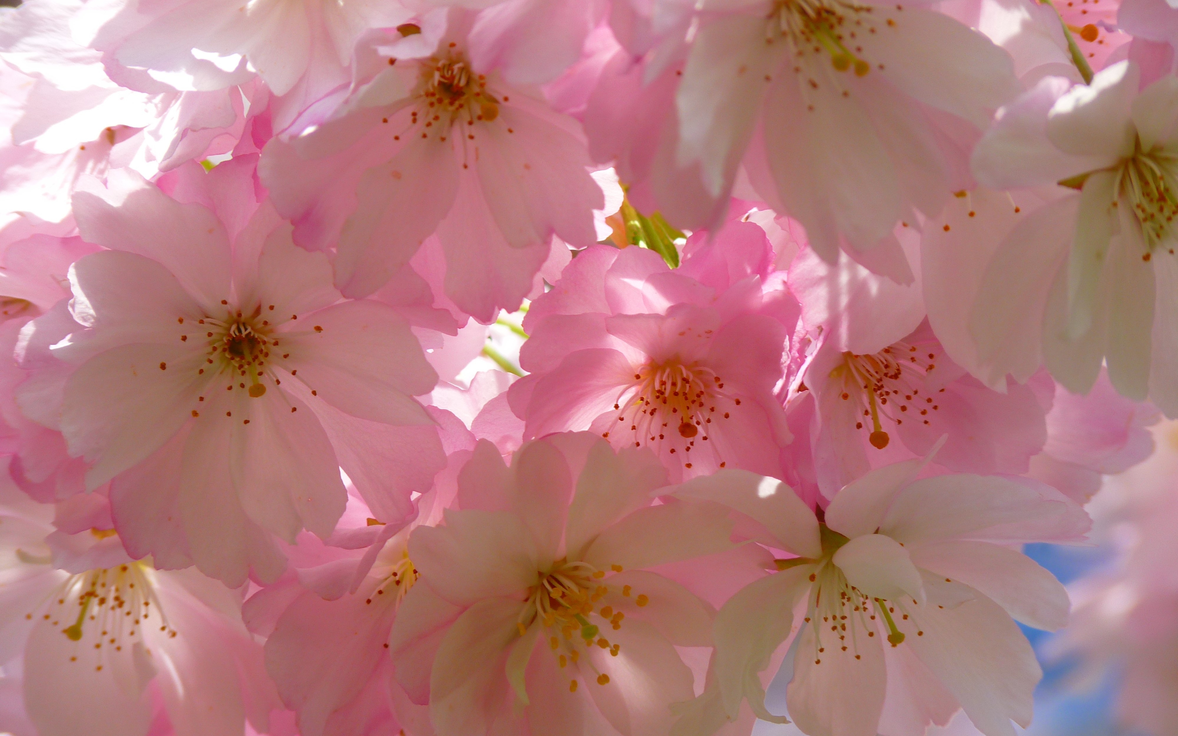 Japanese Cherry Blossoms - HD Wallpaper 