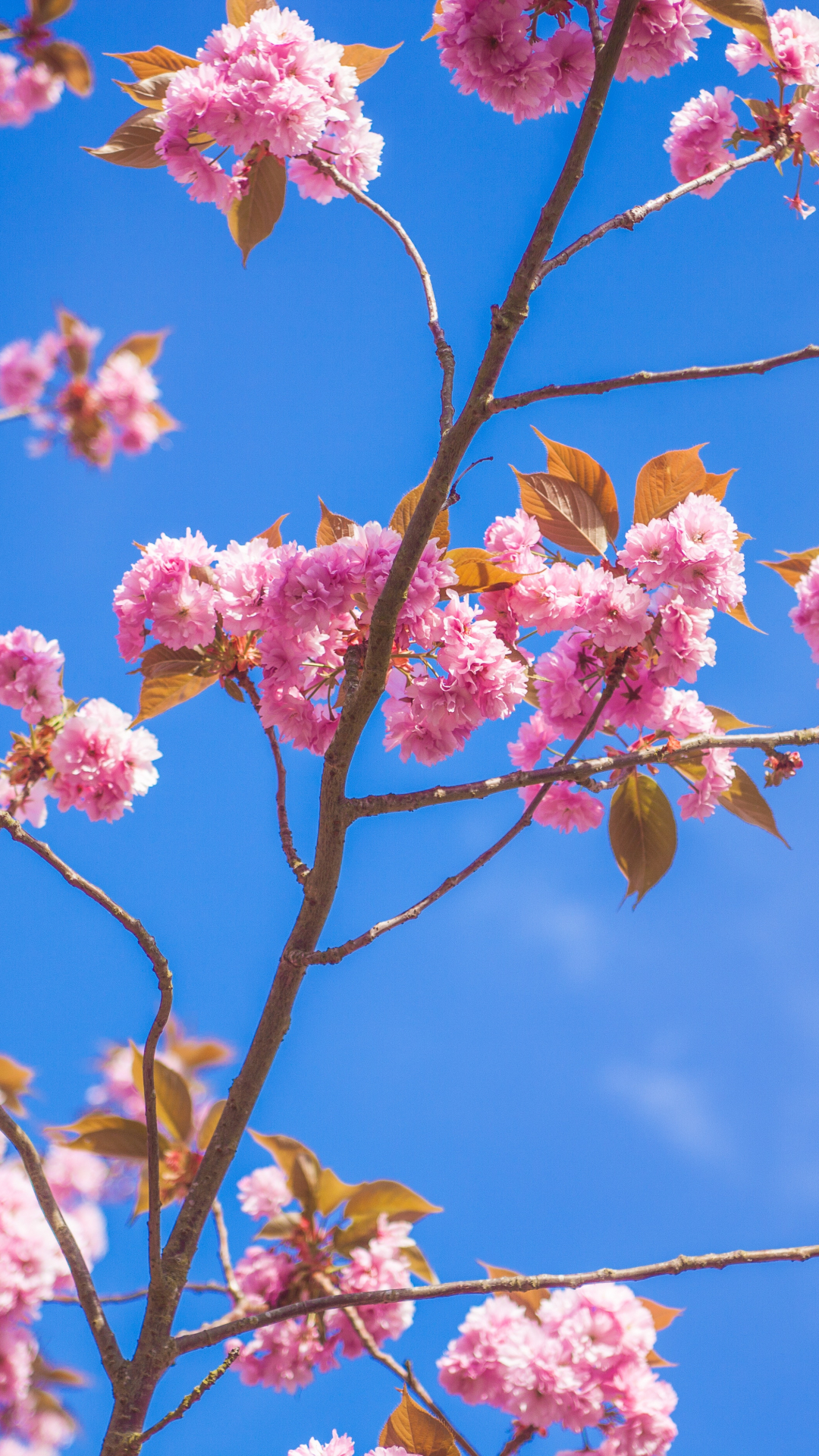 Branch And Cherry Iphone Wallpaper - Dont Ever Apologize For Taking Care Of Yourself - HD Wallpaper 