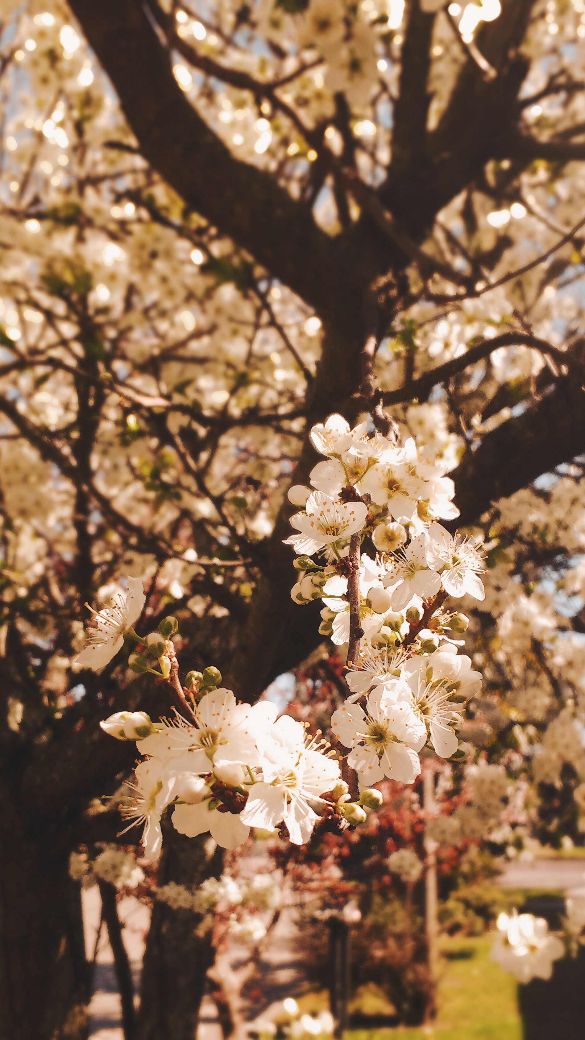 Bilder Blumen 1896x3368 Wallpaper Teahub Io
