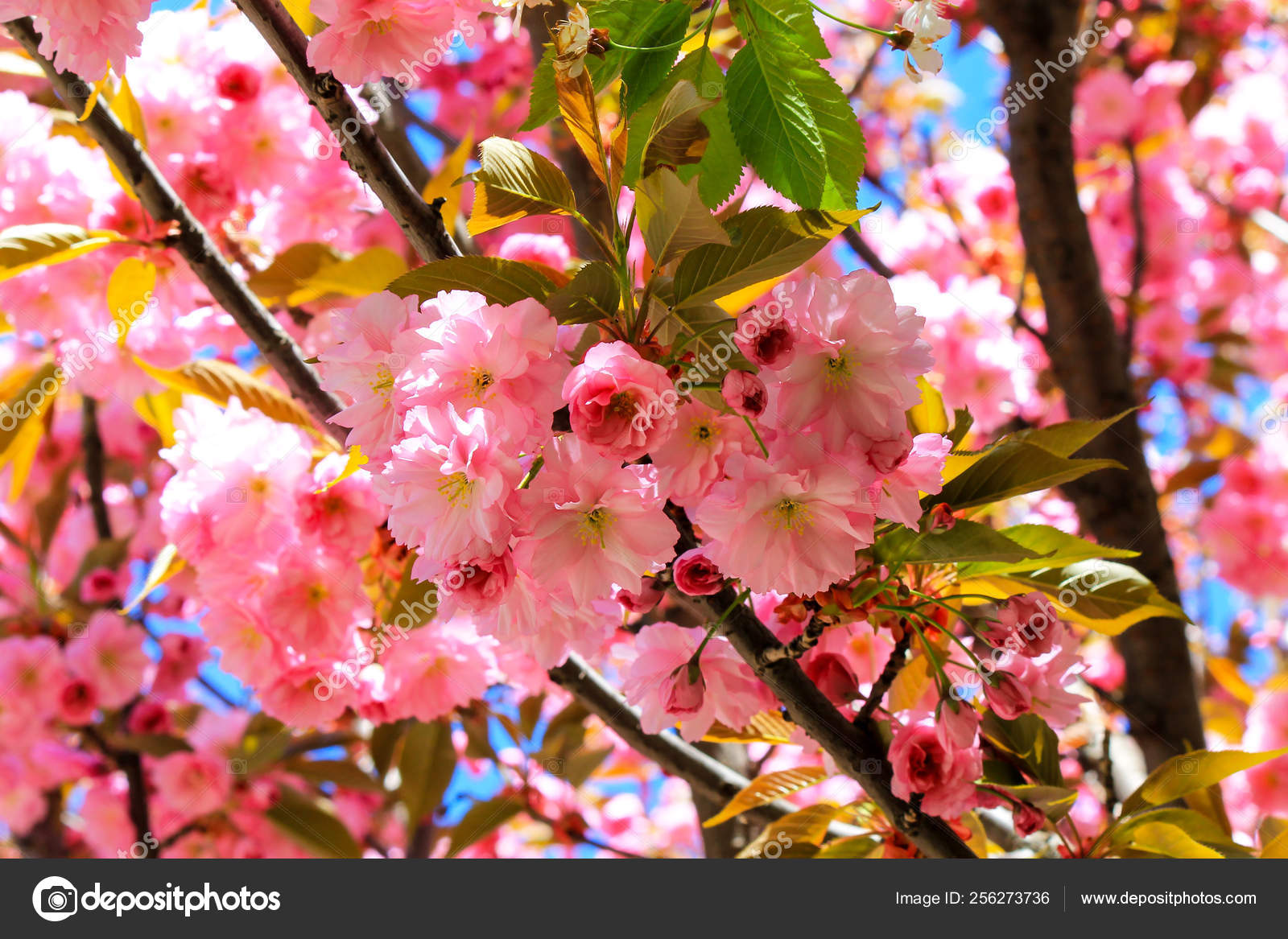 Cherry Blossom - HD Wallpaper 