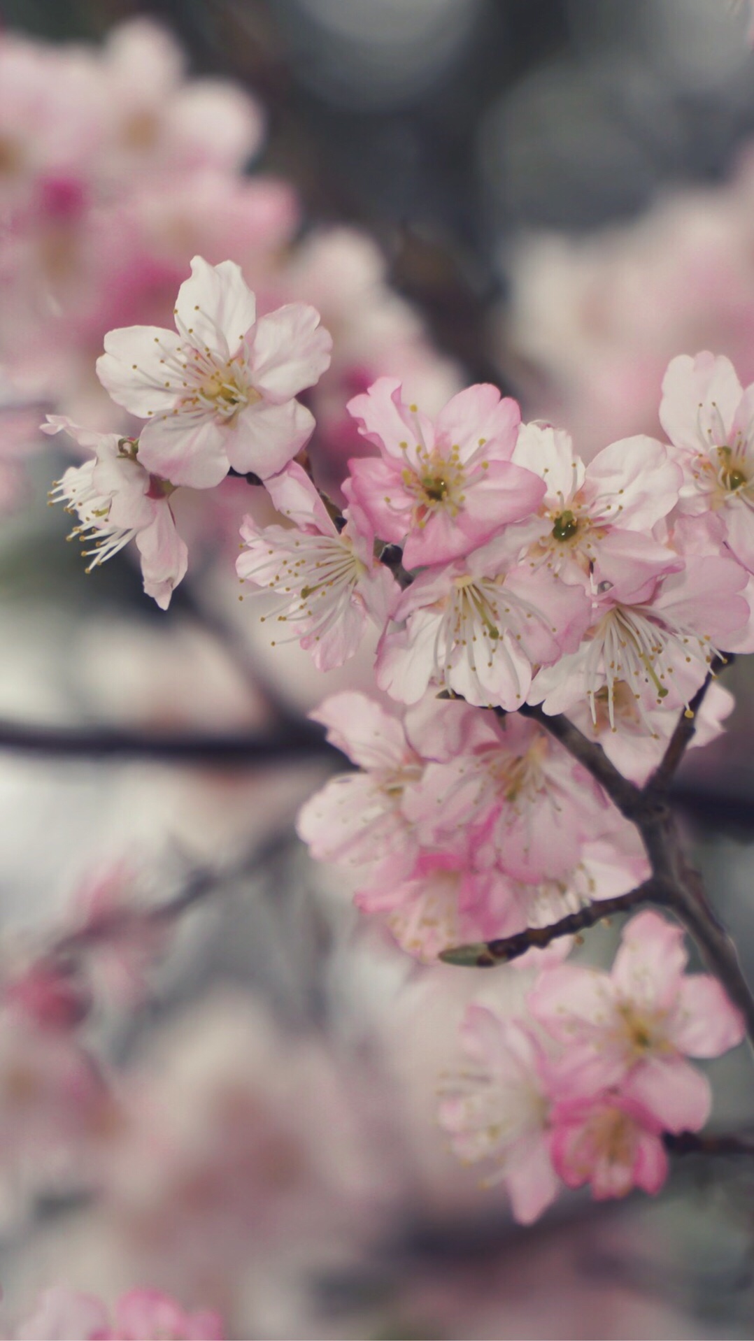 Cherry Blossom - HD Wallpaper 