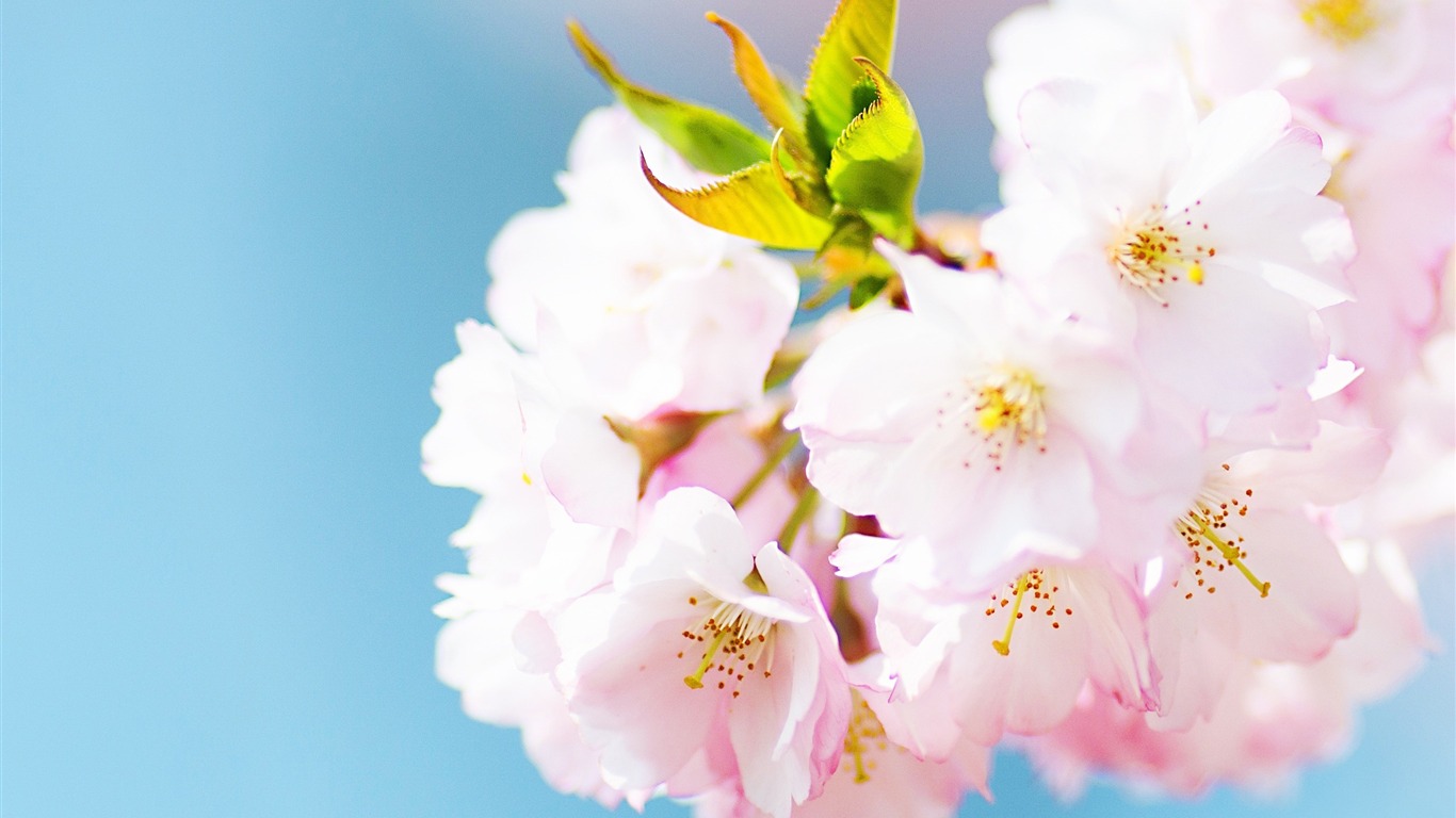 Cute Pink Cherry Blossom-spring Flowers Hd Wallpaper2016 - حدیث در مورد اخلاق - HD Wallpaper 