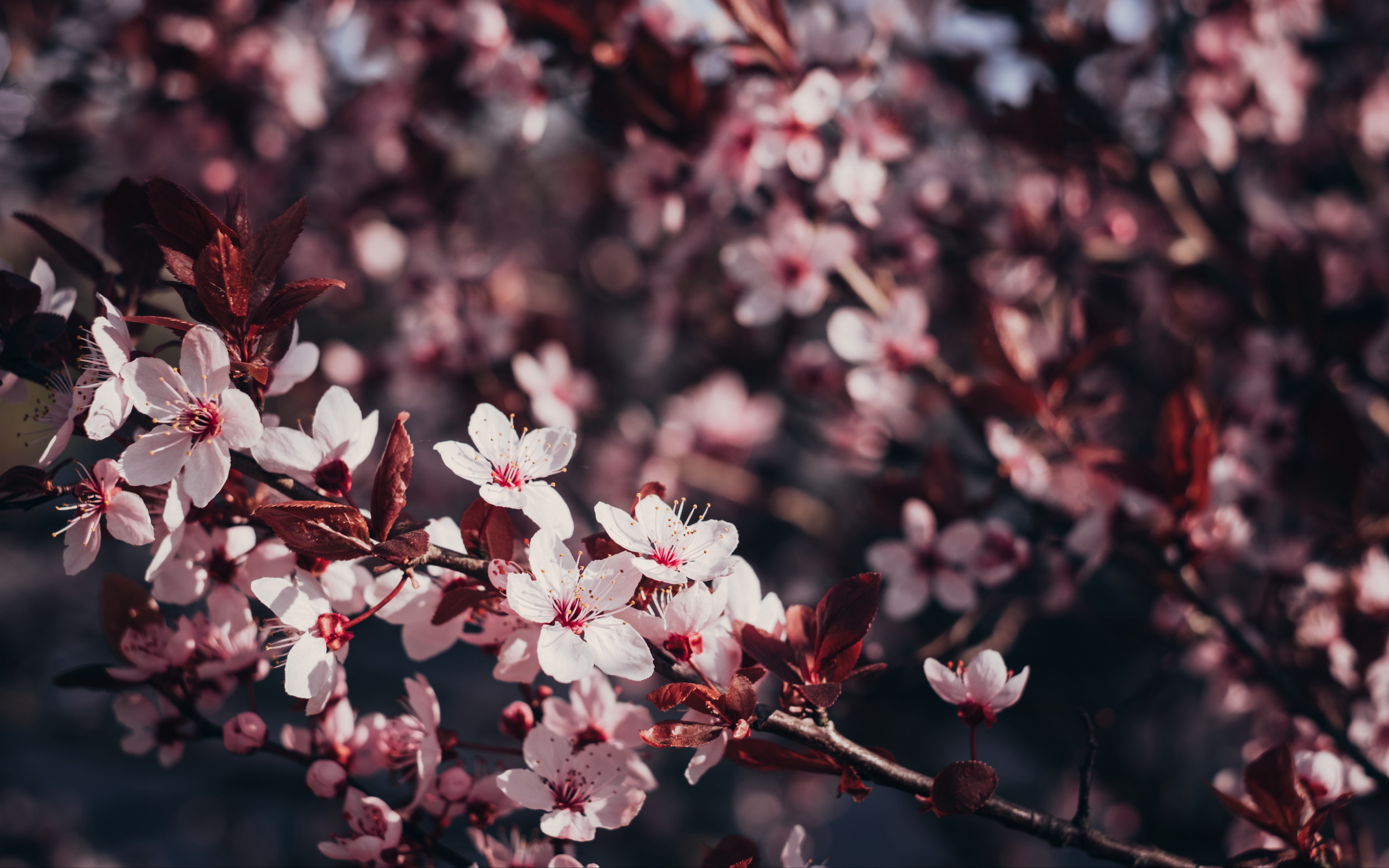Wallpaper Sakura, Flowers, Branches, Bloom, Tree, Cherry - HD Wallpaper 