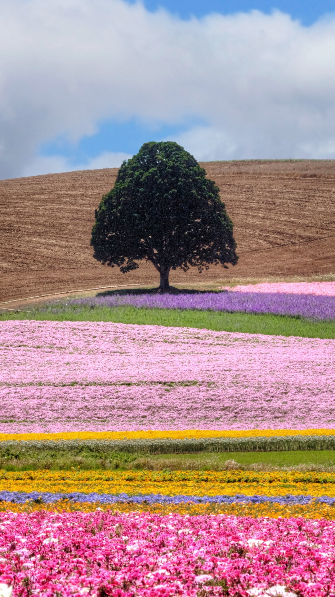 Field Tree Flowers Wallpaper - Nature 1080p Flowers Wallpapers For Android - HD Wallpaper 