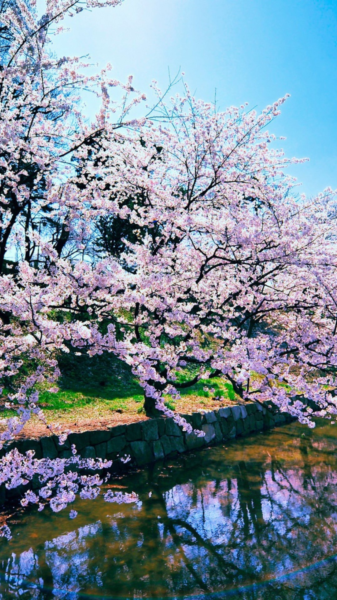 Cherry Blossom Iphone Background Widescreen - Cherry Blossom Tree Iphone Background - HD Wallpaper 