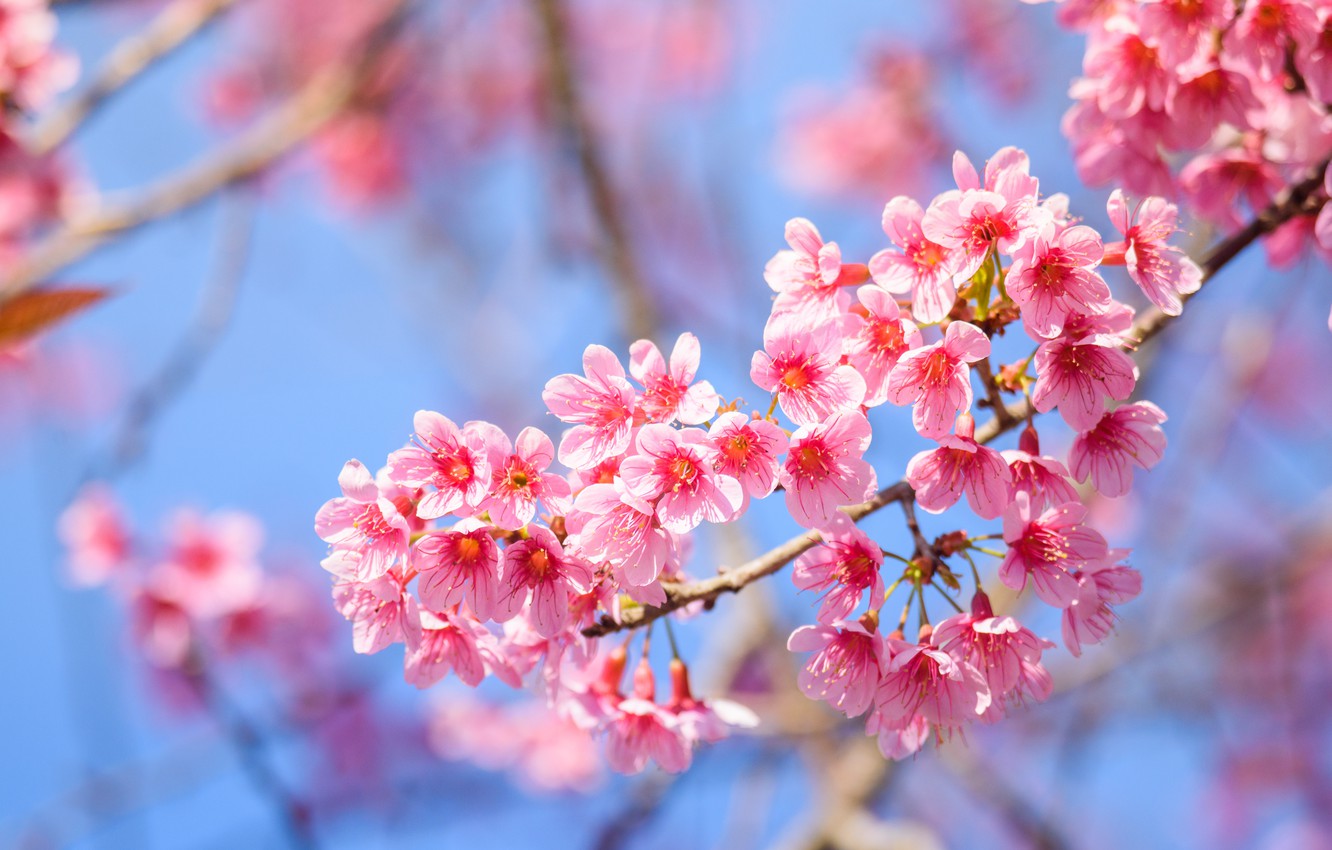 Photo Wallpaper Branches, Spring, Sakura, Flowering, - Cherry Blossom Flower Branch - HD Wallpaper 