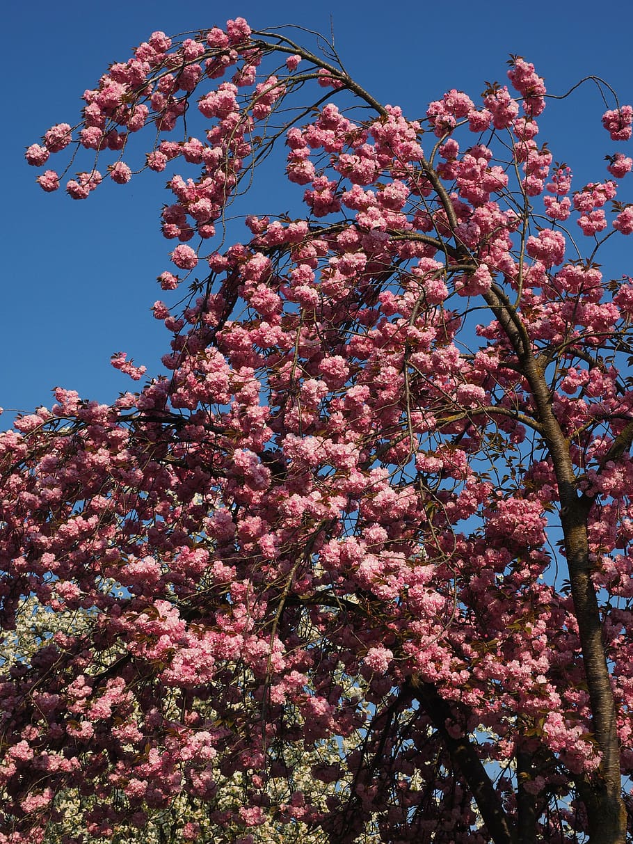 Cherry Blossom, Japanese Cherry, Smell, Bloom, Japanese - Cerasus - HD Wallpaper 