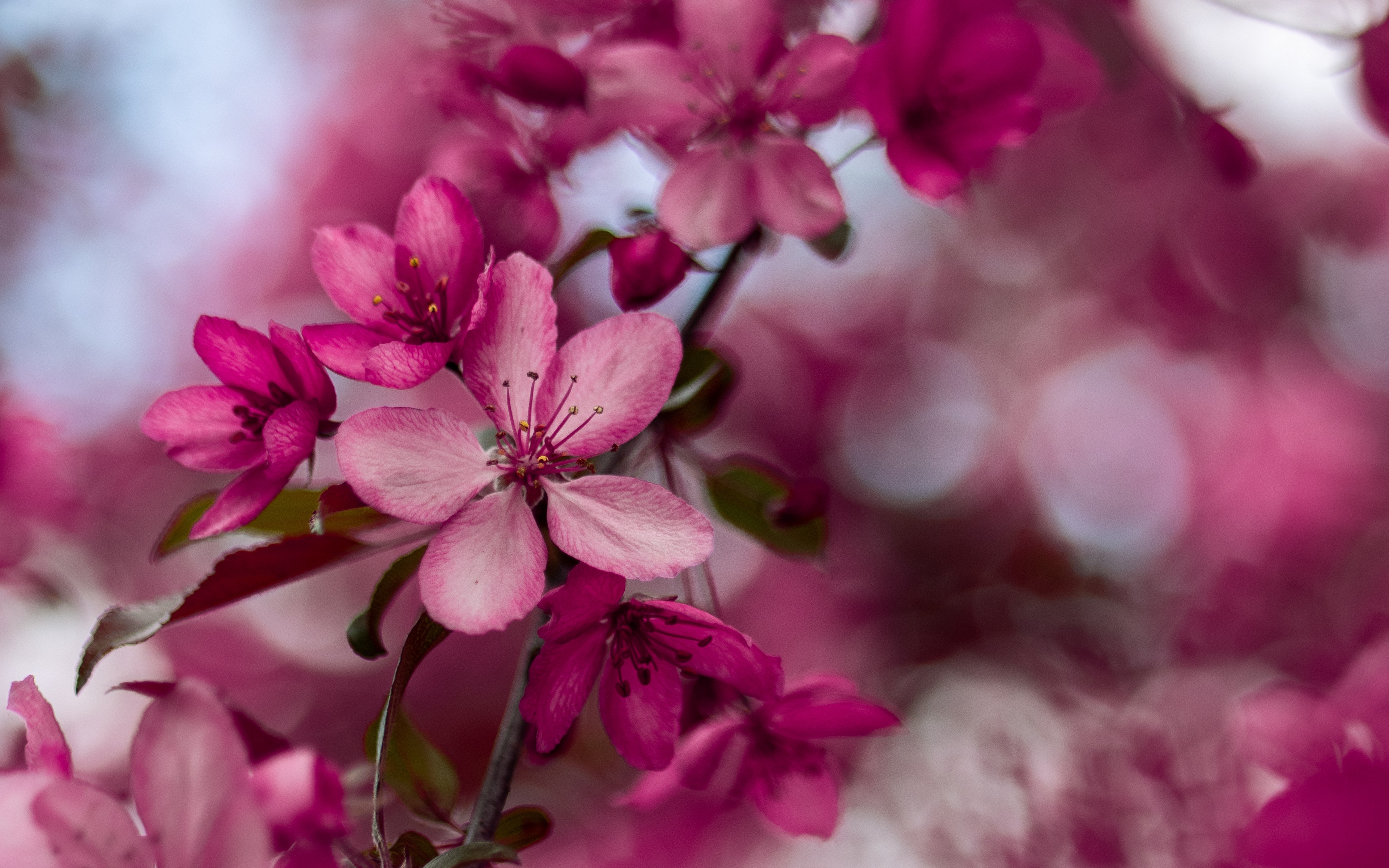 Wallpaper Sakura, Flowers, Pink, Bloom, Branch - HD Wallpaper 