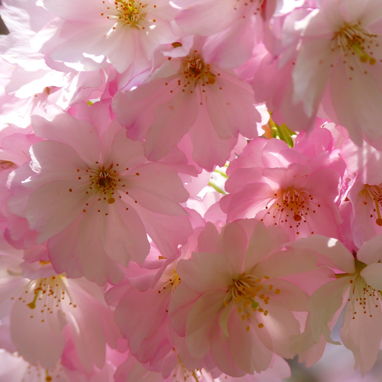 Wallpaper Japanese Cherry, Flowers, Flowering - Japanese Cherry Blossoms - HD Wallpaper 