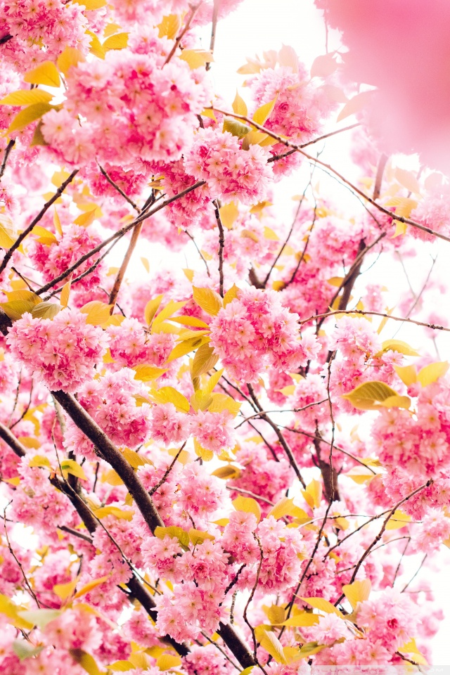 Japanese Blossom Wallpaper - Cherry Blossom Tree Phone - HD Wallpaper 