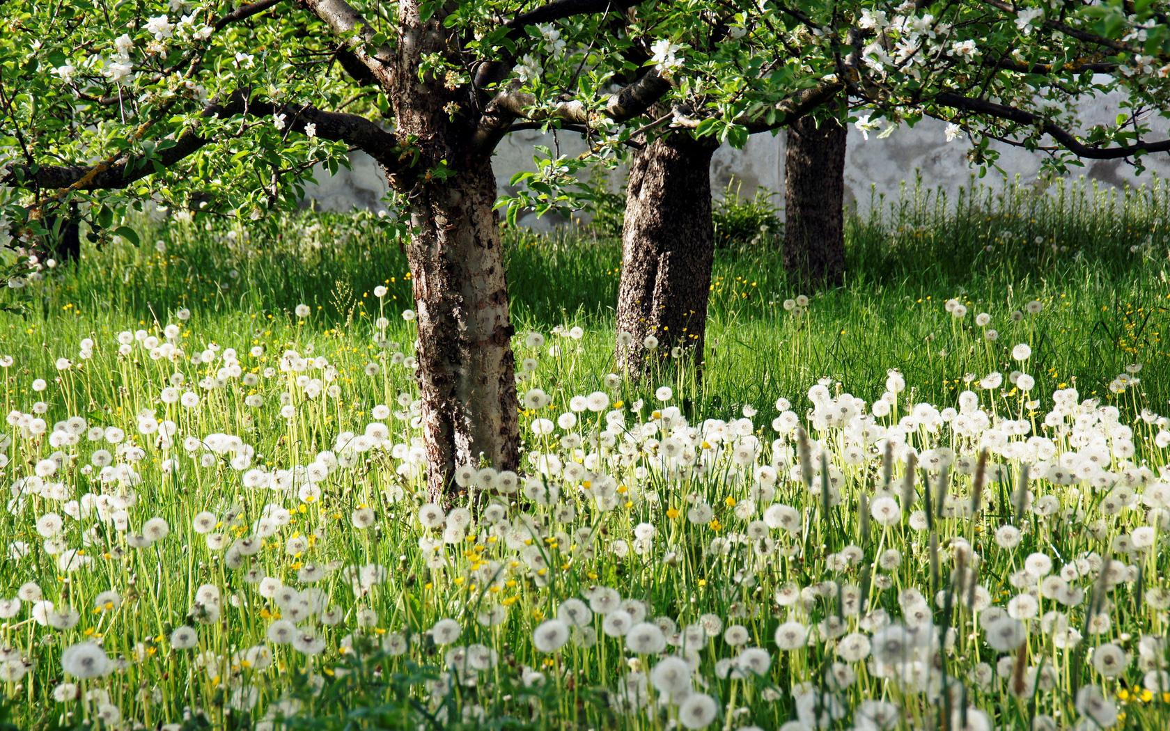 White Flower Garden And Trees - Garden Of White Flowers - HD Wallpaper 
