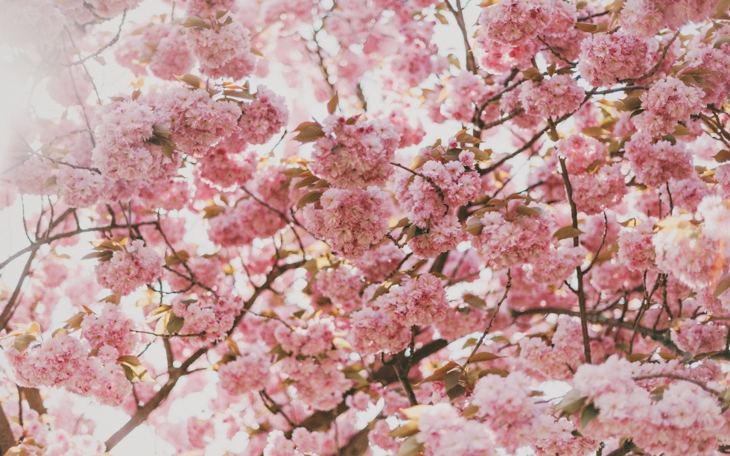 Sakura Blossom, Cherry, Tree, Pink Flowers, Branches - Macbook Air Wallpaper Flowers - HD Wallpaper 