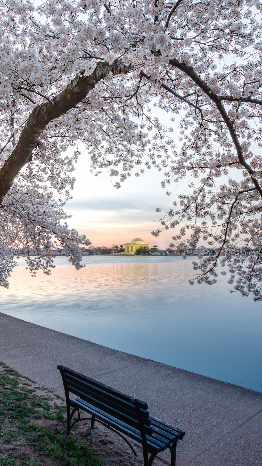 Iphone Wallpaper Cherry Blossom Dc - HD Wallpaper 