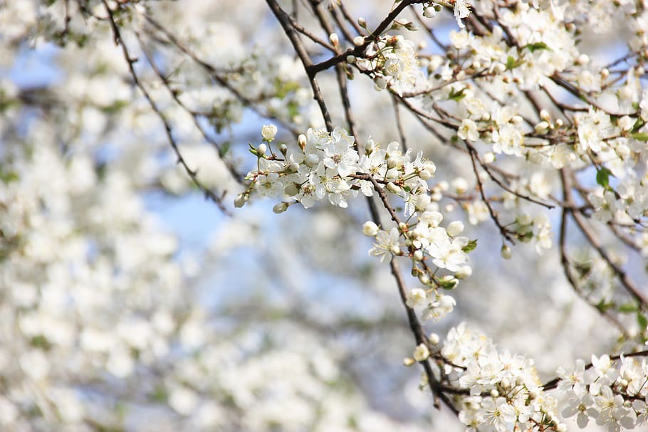 Spring, Flowers, Plant, Garden, Nature, Cherry, Petals, - Cherry Blossom - HD Wallpaper 