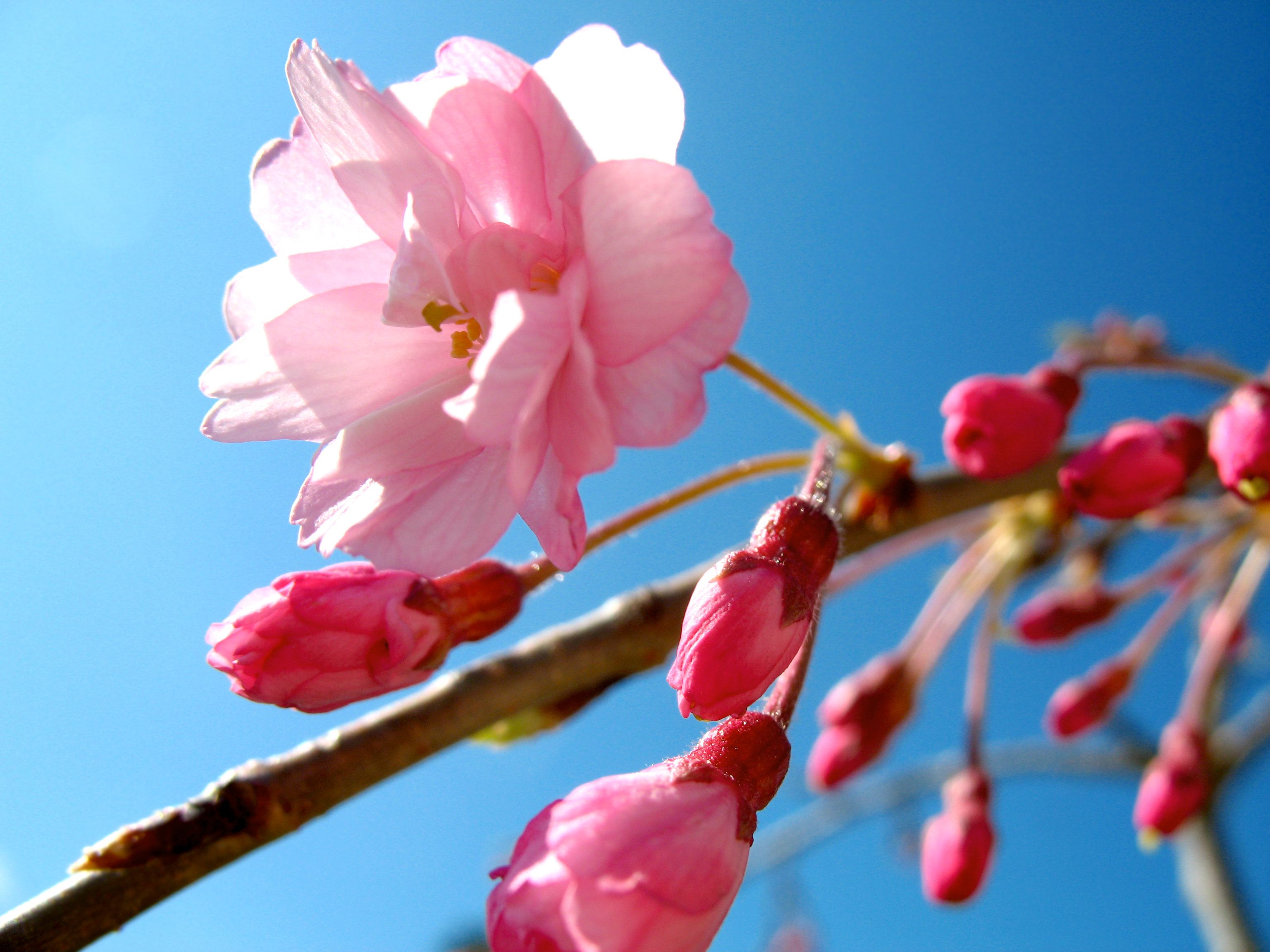 Flower, Pink, Sakura, Spring, Sky - Wallpaper - HD Wallpaper 