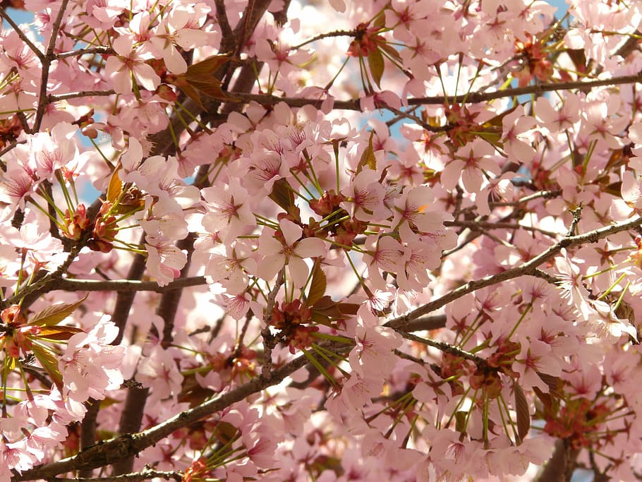 Cherry Blossom, Bloom, Tree, Japanese Cherry, Japanese - Arvore Flor Rosa Cheiro - HD Wallpaper 