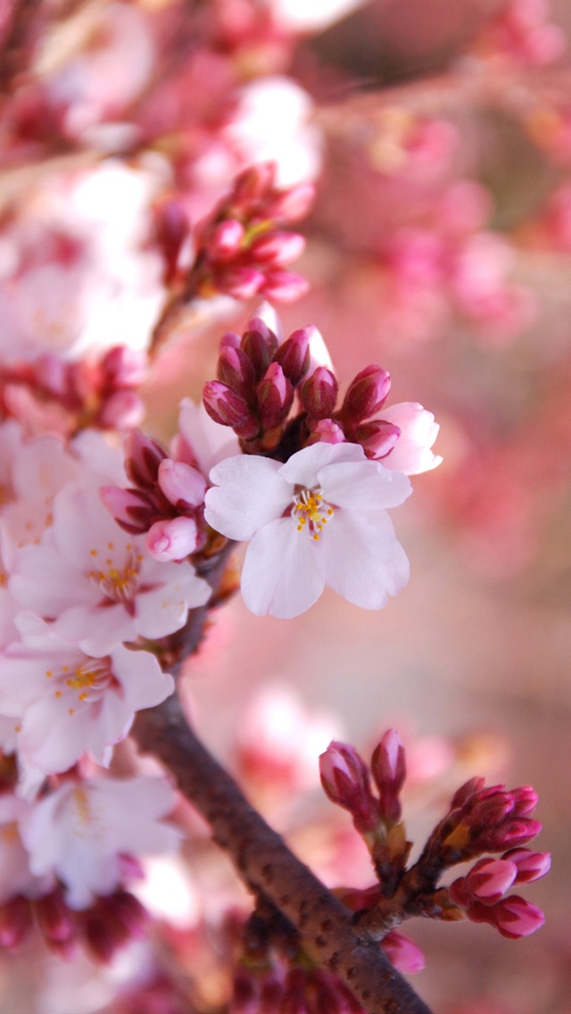 Japanese Cherry Blossom Wallpaper Iphone - HD Wallpaper 