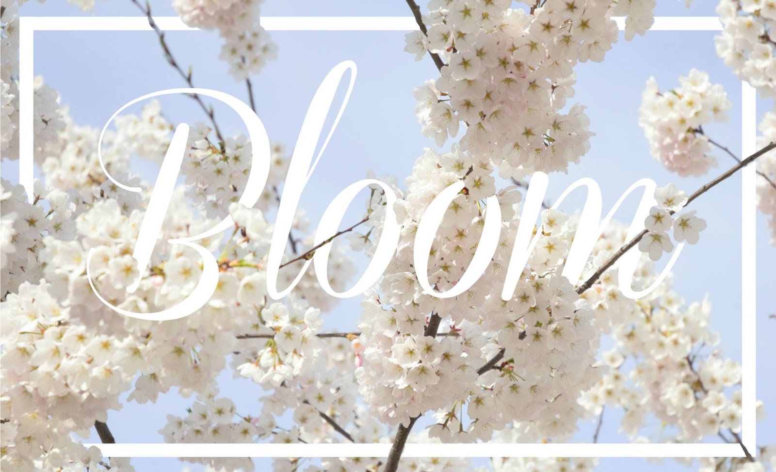 Shayda Campbell Cherry Blossom - HD Wallpaper 