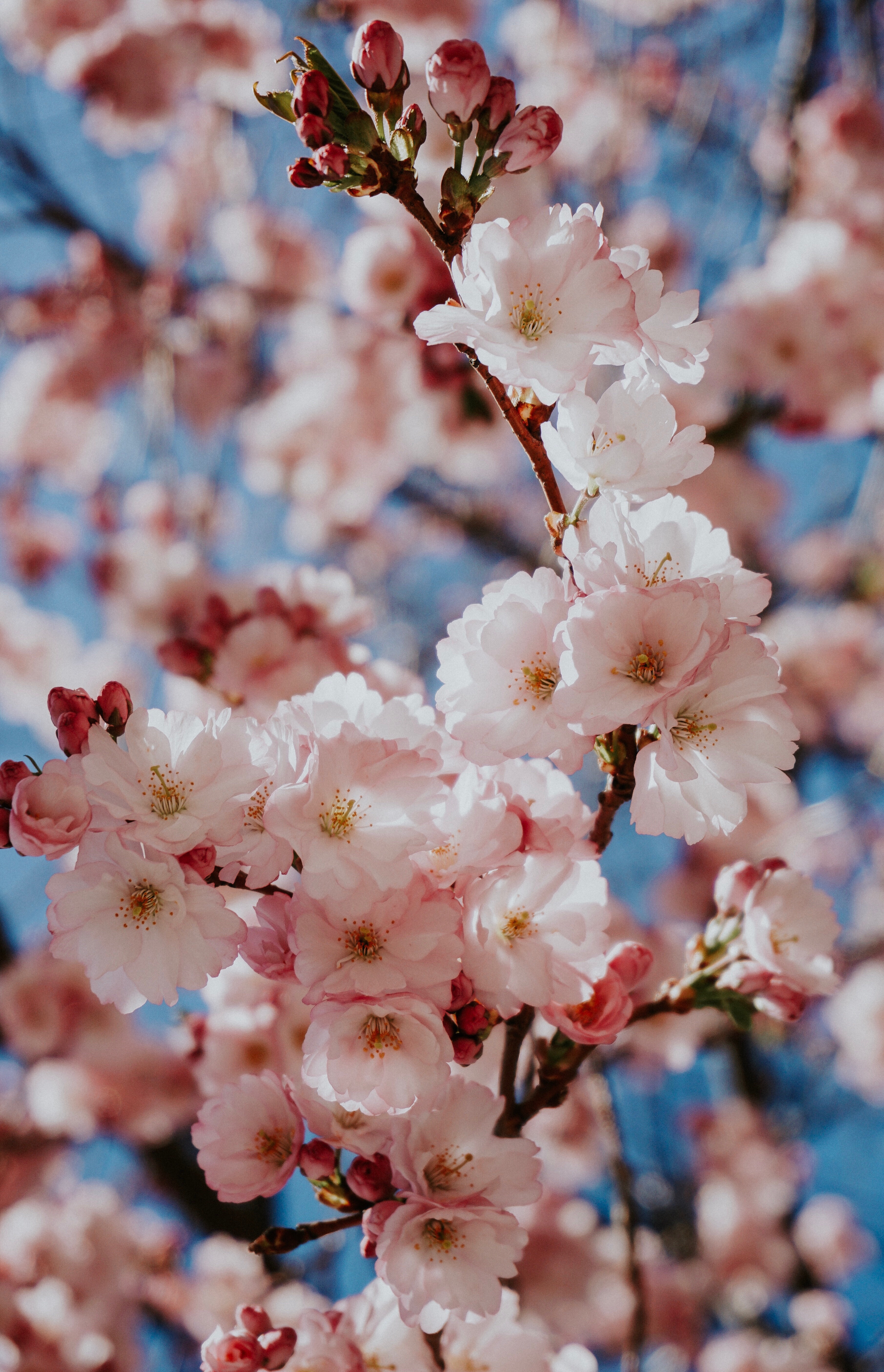 Blossoming Cherry Tree - Spring Wallpaper Phone - HD Wallpaper 