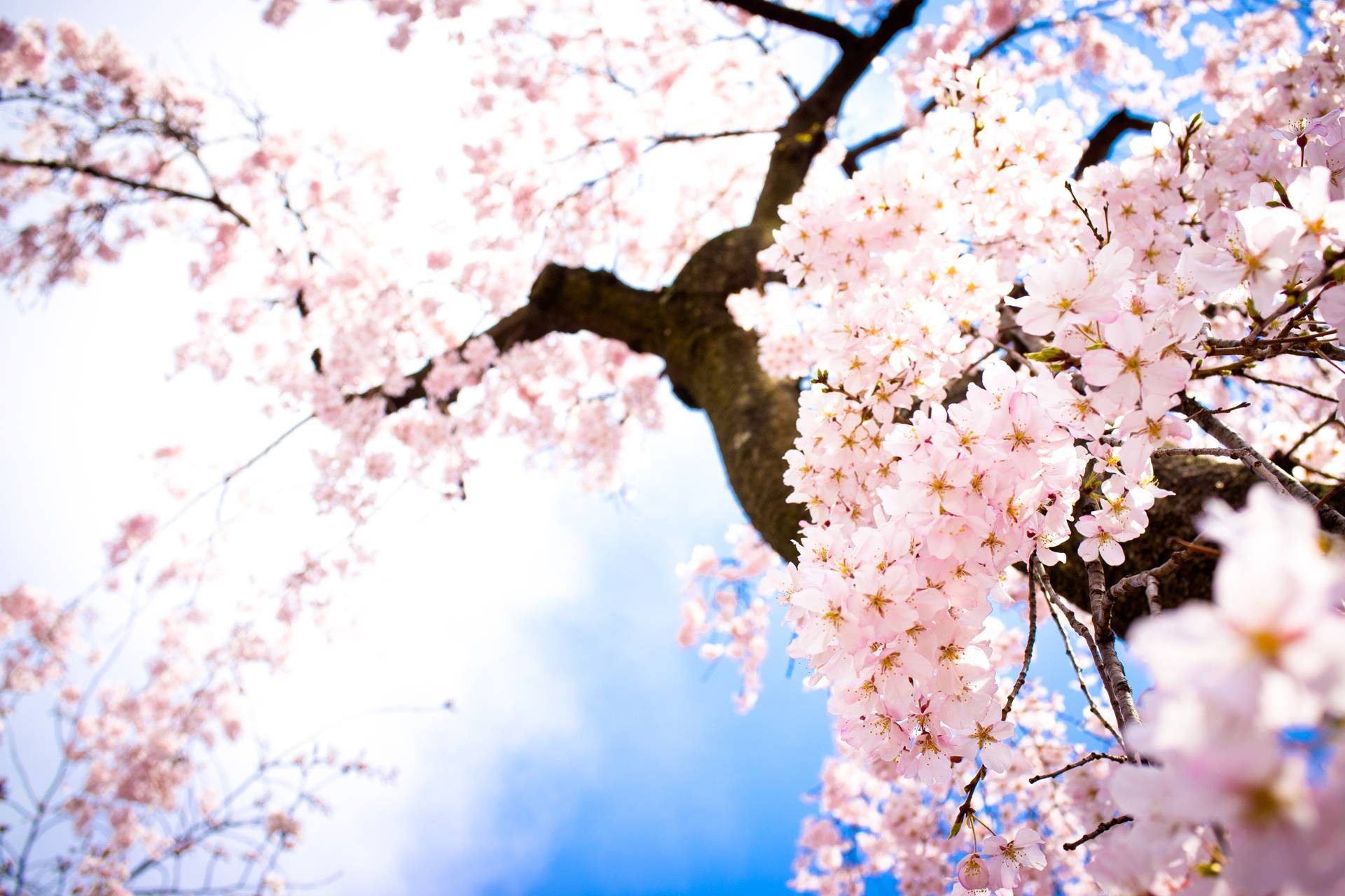Iphone 5 Wallpaper Cherry Blossom - Flower Wallpaper Pc Hd - HD Wallpaper 
