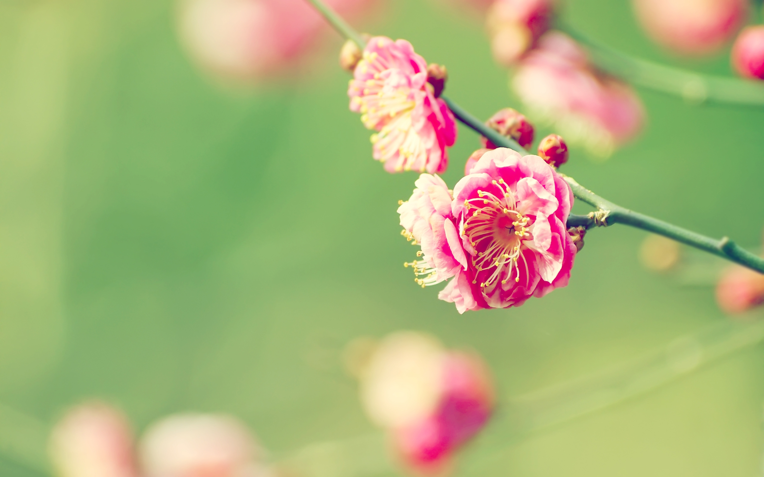 Japanese Apricot Wallpaper - Desktop Wallpaper Early Spring Simple - HD Wallpaper 